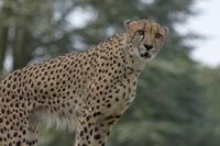 Cjp_2011_08_02_075347 (2).jpg